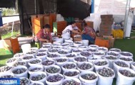 7月农村电商消费红火 物流业务量加速回升
