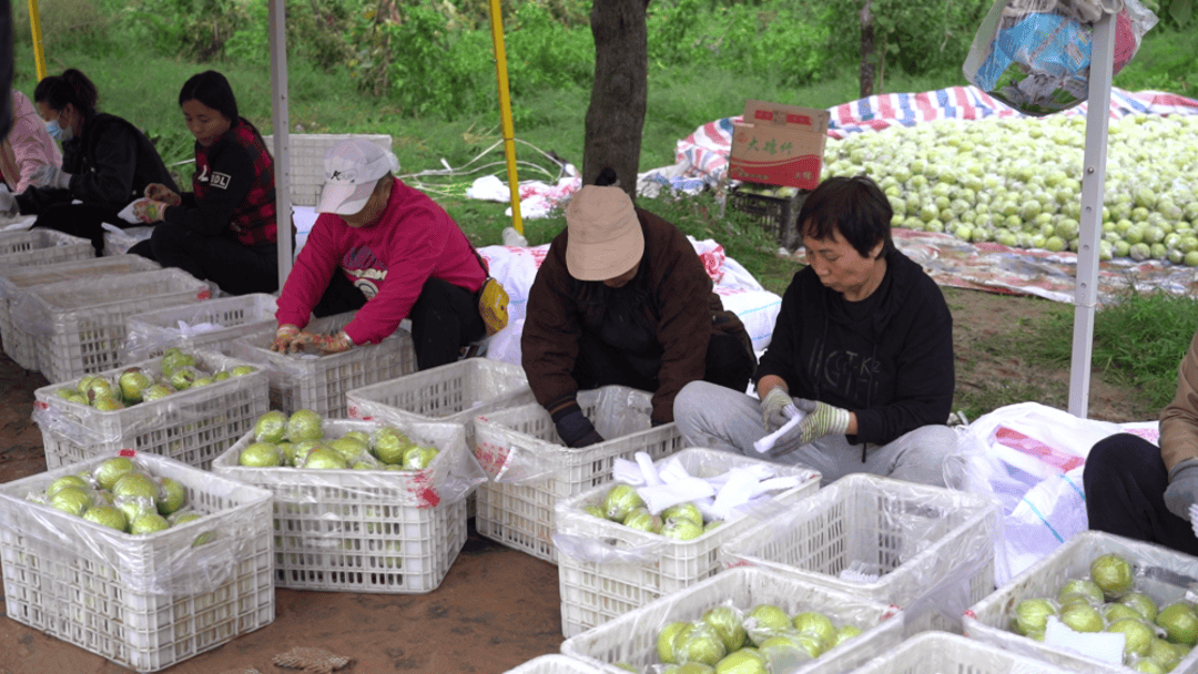 黄土高原上的丰收故事：一颗香梨，开拓山区“致富路”